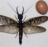Discover the largest, most crude dragonfly in the world