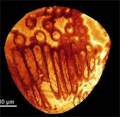Discover the largest, oldest sperm
