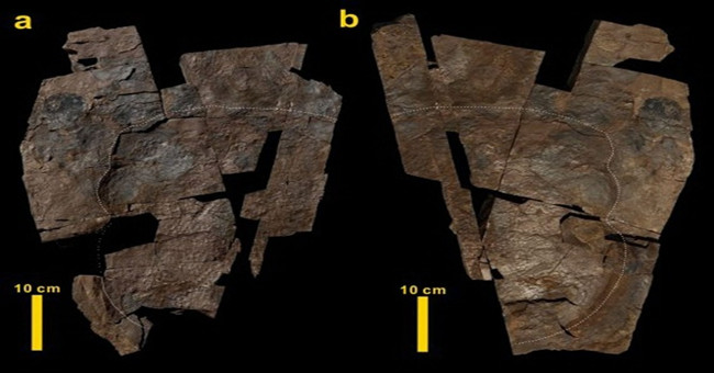 Discover the largest piece of fossil dinosaur skin ever