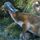 Discover the largest platypus fossil in Australia
