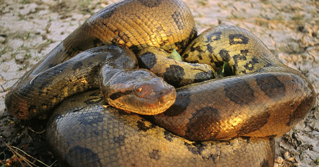 Python is over 5 meters long and is destroyed by American hunters