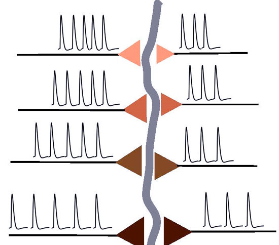 Discover the learning mechanism of the brain