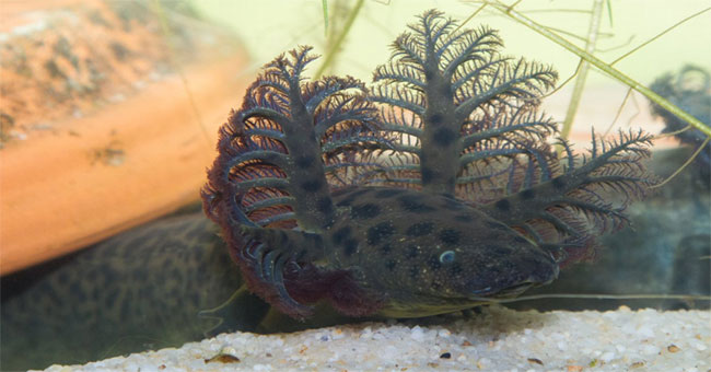 Discover the legendary 'mermaid' in Florida