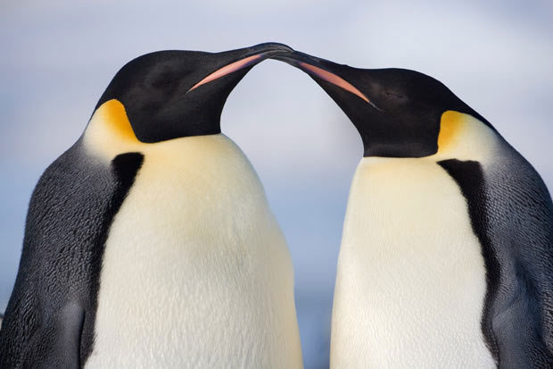 Discover the life of the Emperor penguin