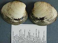 Discover the longest living clam