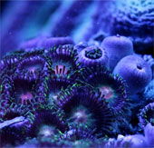 Discover the magic beauty of sea corals