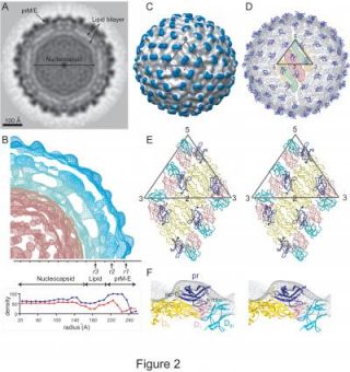 Discover the maturation and spread of dengue virus