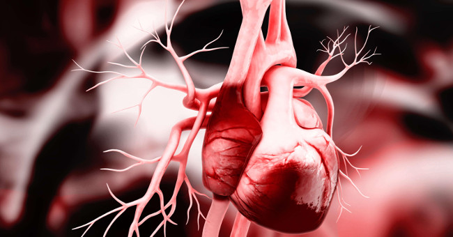 Discover the mechanism of cardiac formation in the embryo