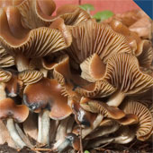 Discover the mechanism of hallucinogenic fungal action on the brain