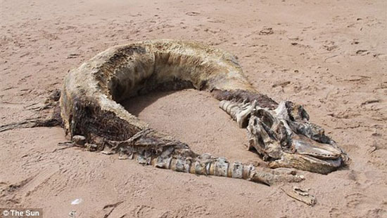 Discover the 'monster' on the beach