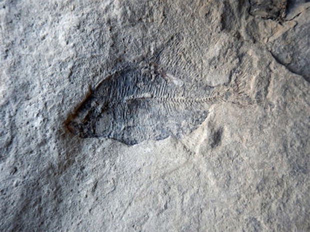 Discover the most important fossil in Canada's paleontological background