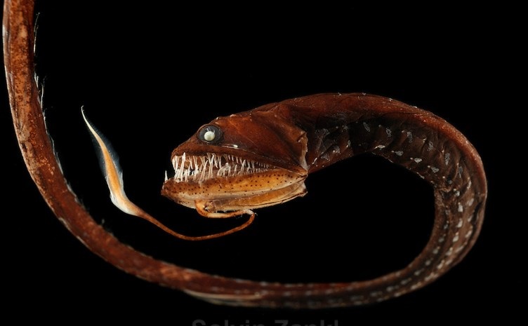Discover the most terrifying monster of the planet under the ocean
