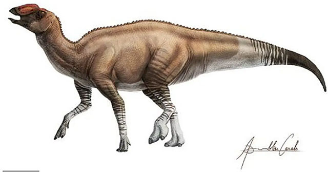 Discover the most 'weird' duckbill dinosaur in history
