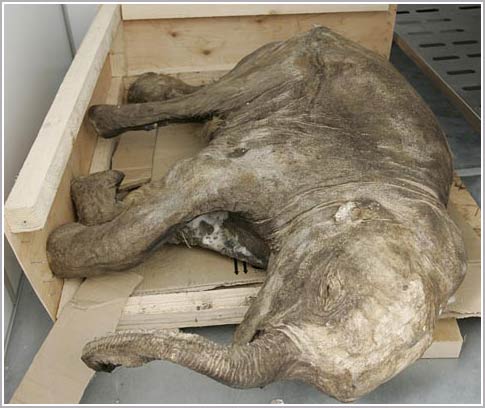 Discover the mummy of a young mammoth