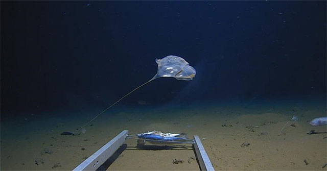 Discover the mysterious creature in the deepest area of ​​the Indian Ocean