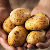 Discover the mystery of blight disease in potatoes