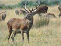 Discover the mystery of deer horns