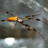 Discover the mystery of spider silk