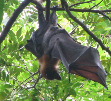 Discover the mystery of the animal world