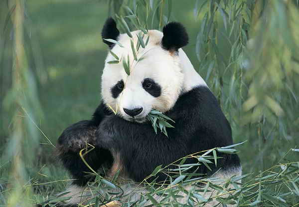 Discover the mystery of the big panda