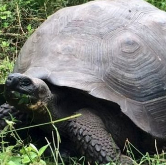 Discover the new giant turtle on Galapagos island