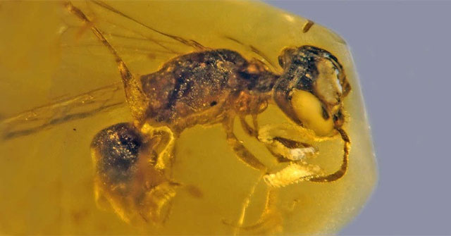 Discover the oldest amber primitive bees with pollen