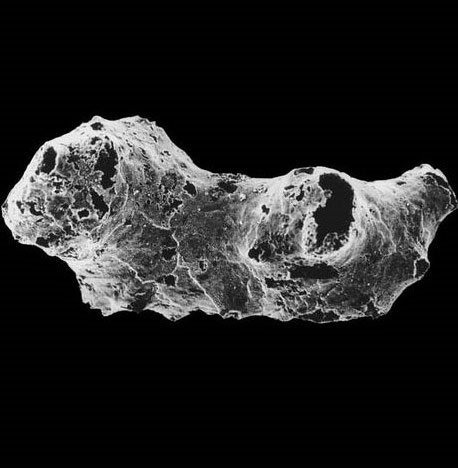 Discover the oldest animal in Earth