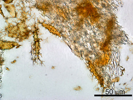 Discover the oldest dinosaur protein