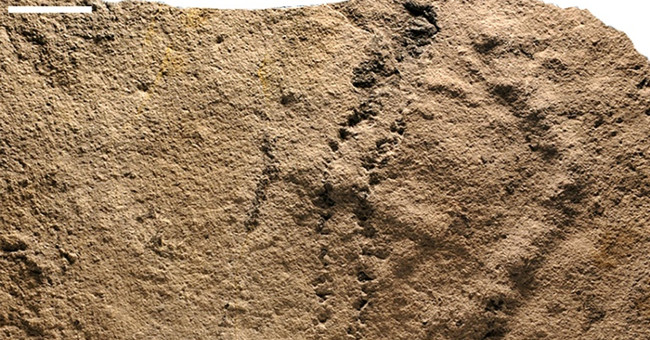 Discover the oldest fossil animal footprint ever