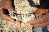 Discover the oldest fossil of mankind