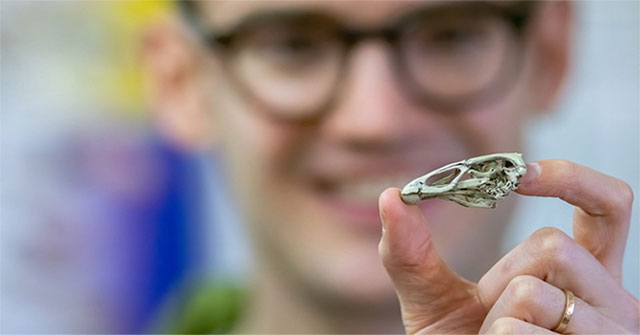 Discover the oldest fossil of modern bird