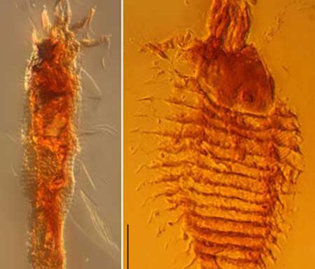 Discover the oldest insect in the world