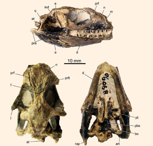 Discover the oldest lizard lord