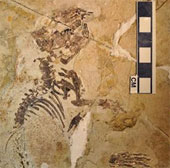 Discover the oldest mammal
