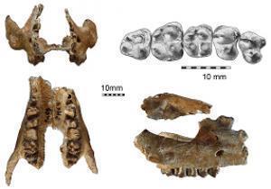 Discover the oldest of the elephants