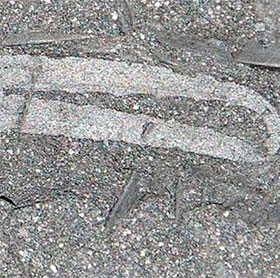 Discover the oldest scorpion fossil