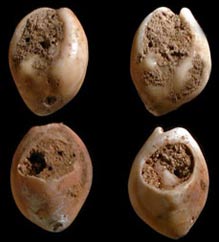 Discover the oldest seashell jewelry in Morocco