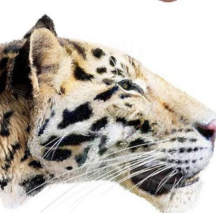 Discover the oldest tiger species on Earth