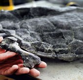 Discover the oldest turtle fossil in the world