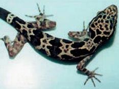 Discover the only new gecko species in the world