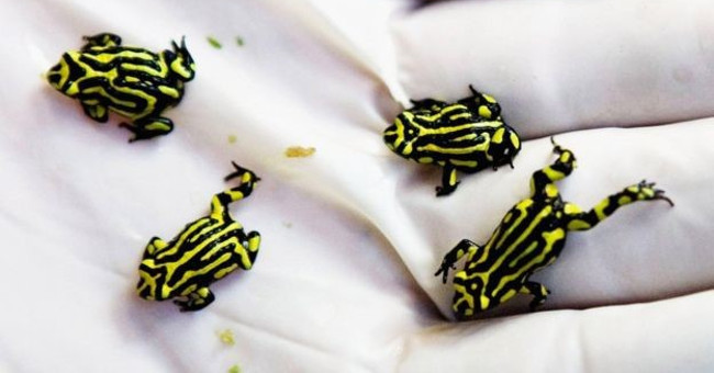 Discover the origin of the fungus that kills amphibians