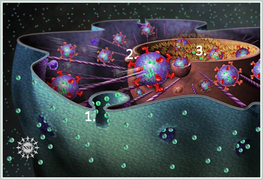 Discover the path directly from outside the cell to the cell nucleus