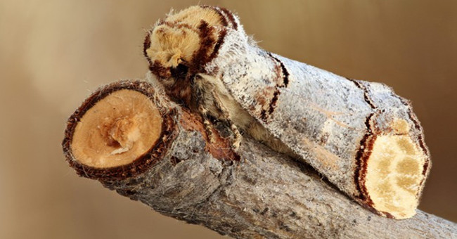 Discover the phenomena of very special evolution of creatures