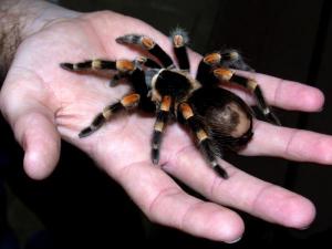 Discover the psychology of fear of snakes and spiders