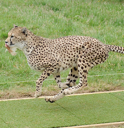Discover the secret in the running of cheetahs