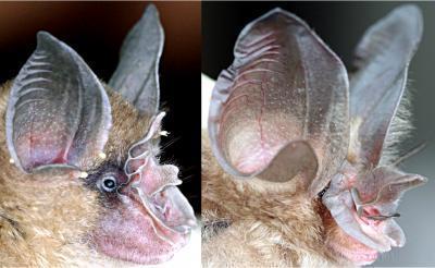 Discover the secret of bats with an unusually large nose