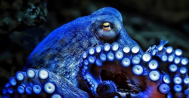 Discover the secret of octopus - the sea monster