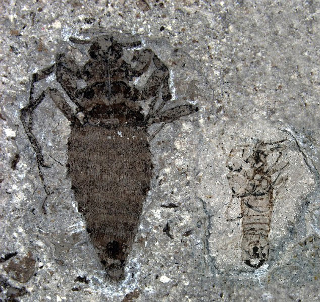 Discover the secret of the giant ancient louse