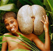 Discover the secrets of the world's largest nuts