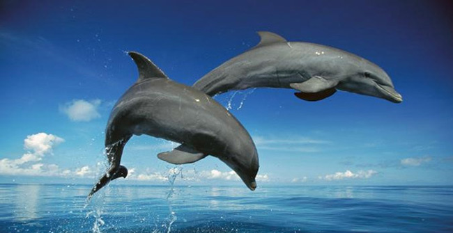 Discover the shocking memory of animals
